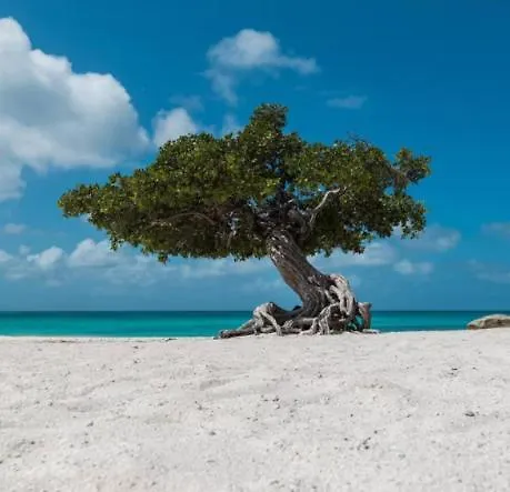 Bubali IV Daire Palm Beach